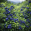 Huckleberry