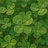 Green Clover